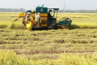 Ứng dụng ảnh viễn thám vào sản xuất lúa
